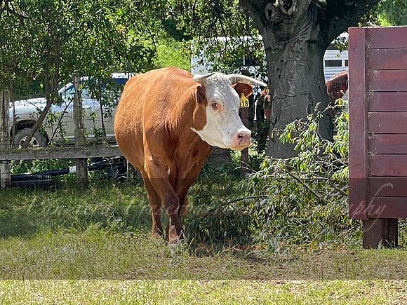 IMG_1042