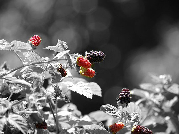 ripe berries